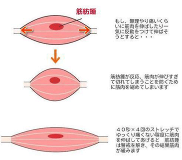 効果的なストレッチ