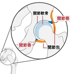 自分の股関節を知る